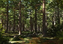 Forest (Rework)